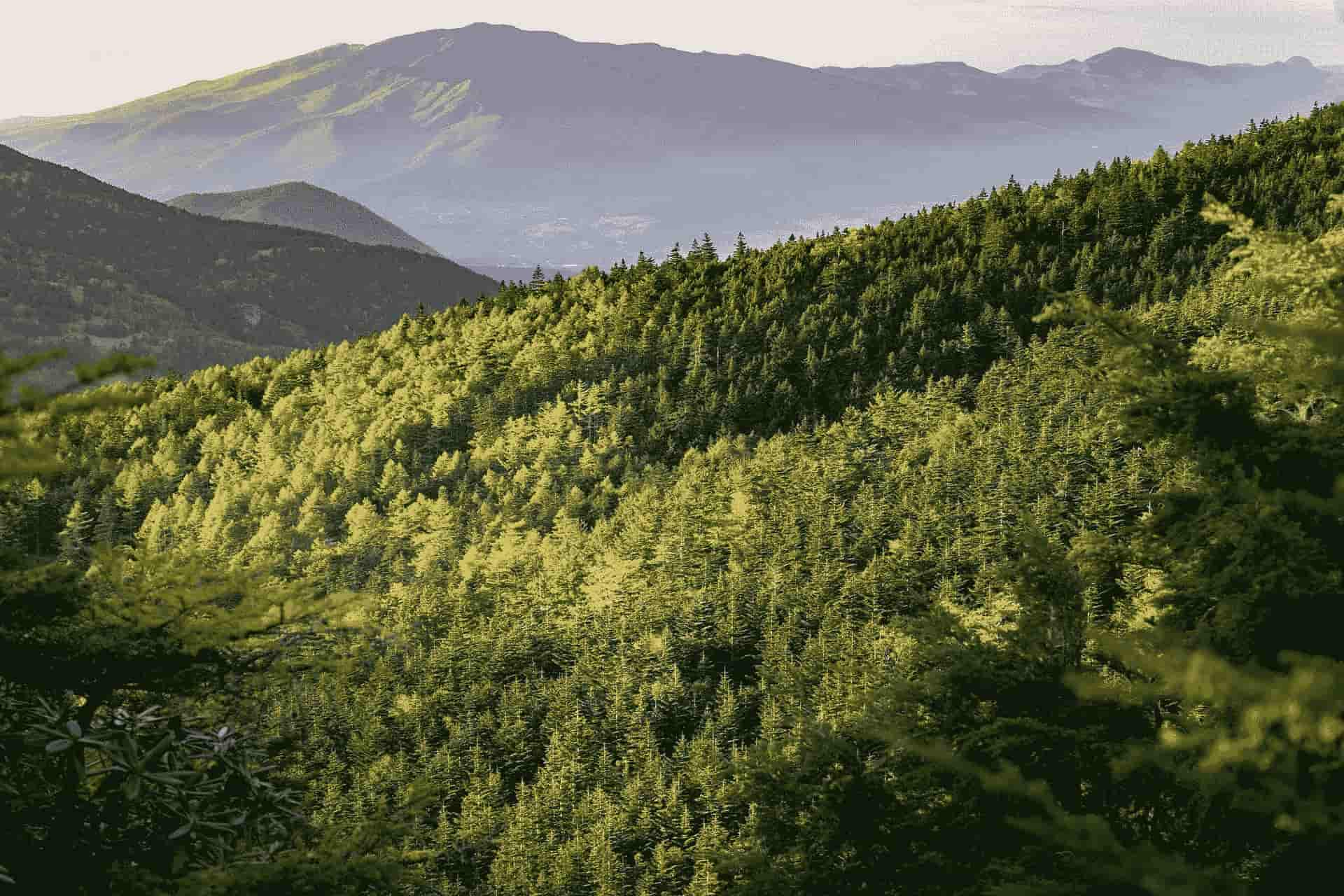 image d'une montagne avec une grande foret